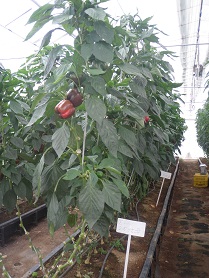 akapapurika.jpg