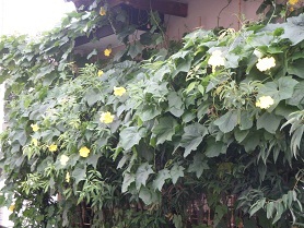 hetimanoka-ten1.jpg