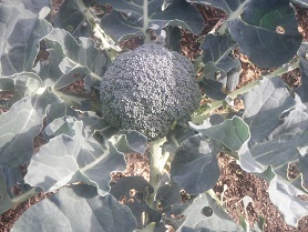 natukosiburokkori-.jpg