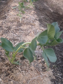 akasoramame.jpg