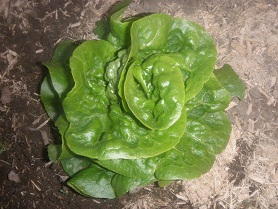 manoaretasu.jpg