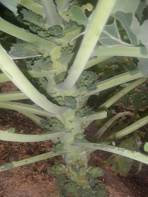 putibe-ru1.jpg