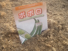 saradasoramame.jpg