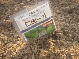 soramame.jpg