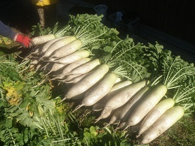 tukemonodaikon.jpg