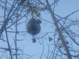 umenokinikabotya.jpg